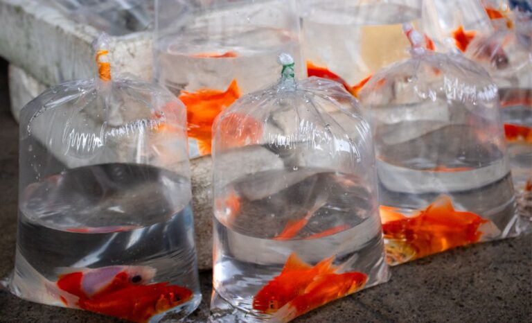 Jangka Waktu Pembenihan Ikan Mas yang Tepat!